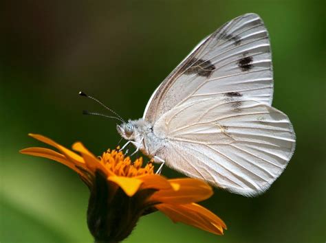 Checkered White Gtm Research Reserve Butterfly Guide · Inaturalist