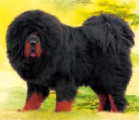 Tal vez su aspecto impresionante, su torpeza y ese andar jadeante y baboso nos cautive y nos sorprenda. Los perros más grandes del mundo - PetSonic.com