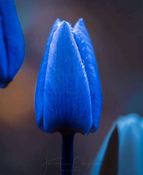 Beautiful Blue Tulip Orange Tulips White Tulips Tulip Decor Tulip