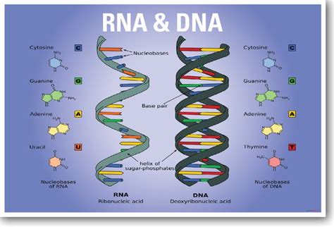 Dna topology, dna supercoiling and dna unusual structures induced by negative supercoiling (triplexes, cruciforms) are described. Why RNA is Just as Cool as DNA We'll compare and contrast...