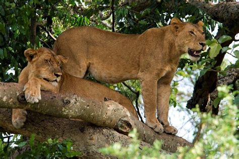 tripadvisor 4 daysクイーンエリザベス国立公園、提供元：happy times safaris カンパラ ウガンダ