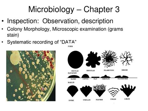 Ppt Microbiology Chapter 3 Powerpoint Presentation Free Download