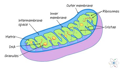 Mitochondria Definition Structure And Function With Diagram Sciencing