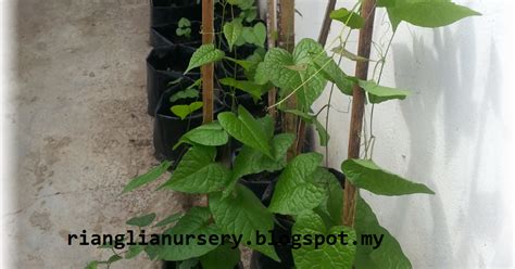 We did not find results for: Bunga Air Mata Pengantin (AMP) adalah Makanan Paling ...