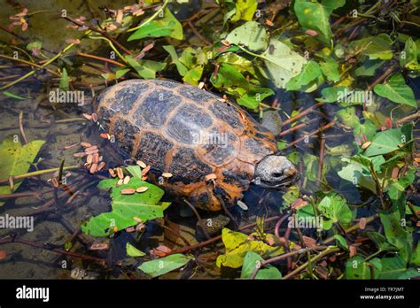 Freshwater Turtle Floating Swimming On Pond Turtle Eating Vegetable