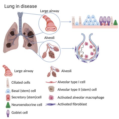 Lung Stem Cells In Health Repair And Disease Eurostemcell