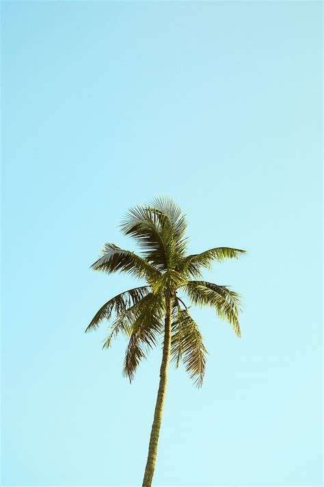 Palm Tree Sky Minimalism Nature Hd Phone Wallpaper Peakpx