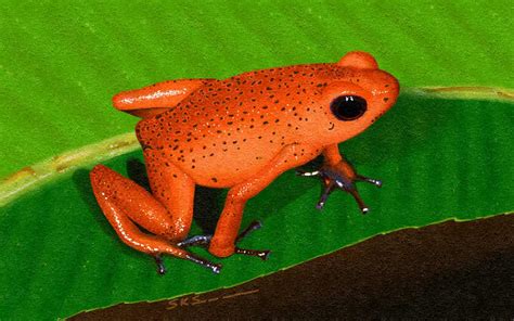 Pink Poisonous Frogs