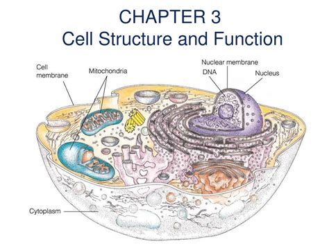 Ppt Cell Structure And Function Powerpoint Presentation Free Download 3d4