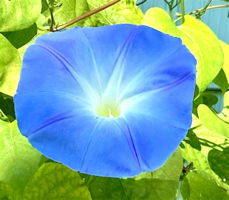 Cellpic Sunday – Gypsie’s Wonderful World of Words