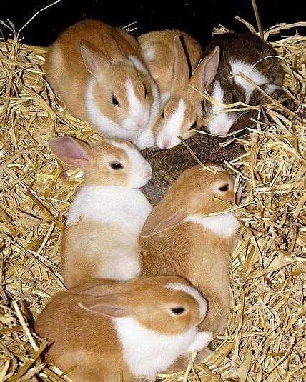 Rabbitbiglove On Twitter Baby Animals Cute Baby Animals Baby Bunnies