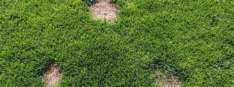 Spring Top Dead Spot Treatment In Oklahoma City Edmond And Mustang Ok