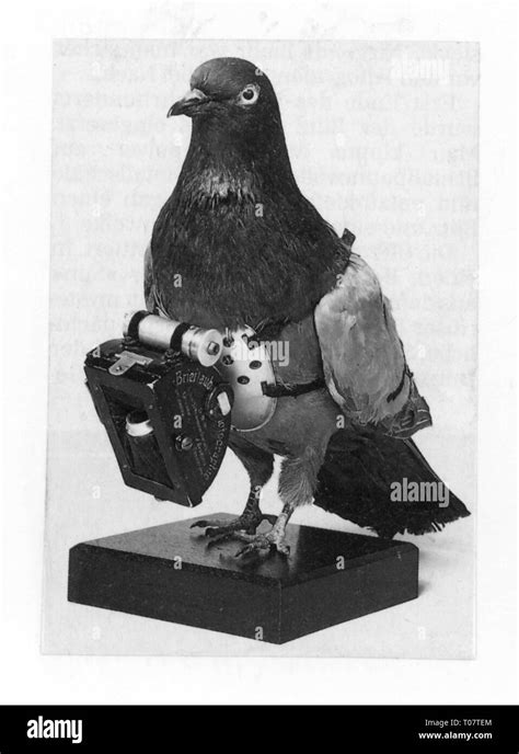 Carrier Pigeon Hi Res Stock Photography And Images Alamy