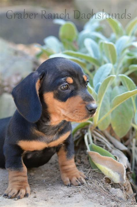 This is the price you can expect to budget for a mini dachshund with papers but without breeding rights nor show quality. Dachshund Puppies For Sale Asheville Nc