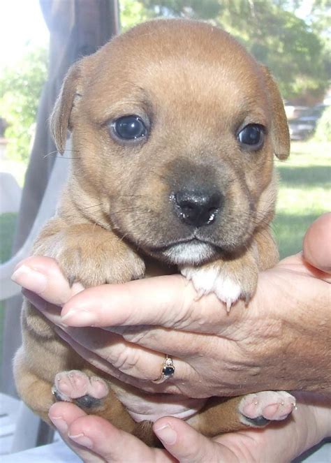 Fawn Blue Eyed Staffordshire Bull Terrier Puppy Blue Fawn English