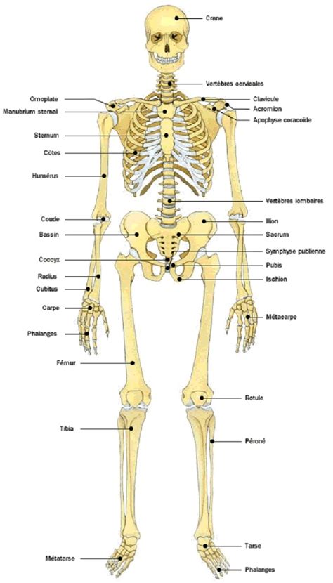 Squelette Anatomique Ecopro 2 Anatomie Ostéologie