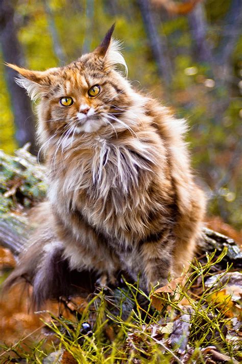 Norwegian Forest Cat Breeders