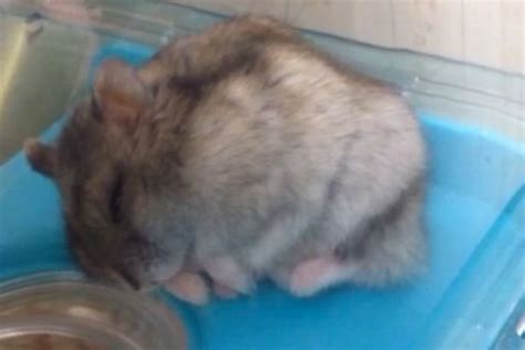 Fat Hamster Falls Head First Into Tunnel After Dropping Asleep Too