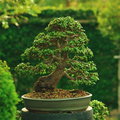 The 25 Best Jade Bonsai Ideas On Pinterest Bonsai Forest Jade Plant