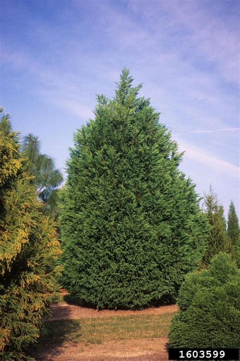 Leyland cypress is most commonly used as a garden hedging plant as it grows very quickly and has dense foliage. Leyland cypress, x Cupressocyparis leylandii (Pinales ...