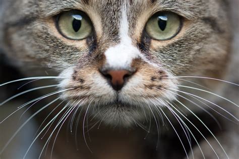 It's always recommended to visit a vet if your cat is experiencing a runny. Wet or Dry Nose? - Understanding Your Cats Health