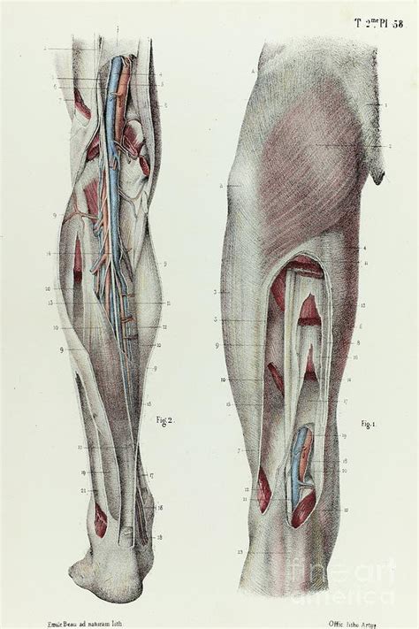 Thigh And Lower Leg Fascia Photograph By Science Photo Library Fine