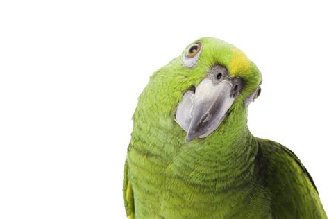 Green Parrot Side Looking Transparent Png Stickpng