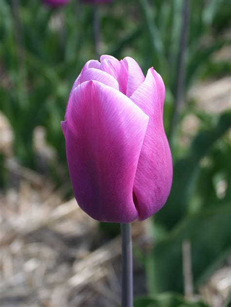 Tulipa Triumph Holland Beauty