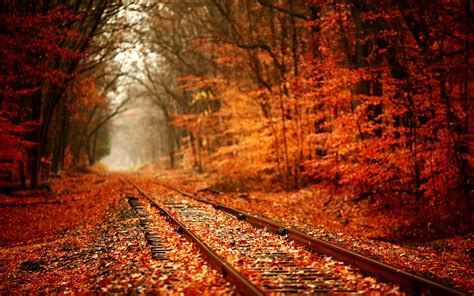 Tracks Train Railroad Autumn Fall Seasons Leaves Colors Trees Forest