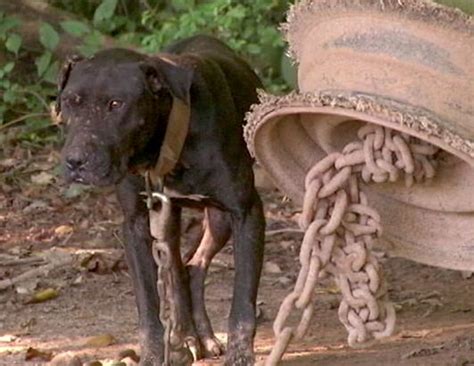 367 Pit Bulls Rescued In Multi State Dog Fighting Bust Photos Abc News