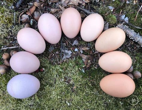 Top 7 Chicken Breeds That Lay Pink Eggs With Pictures