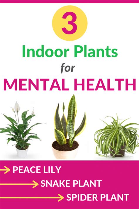 The Best Indoor Plants For Air Purification Artofit