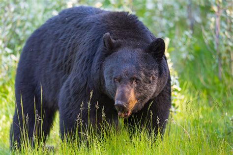 American Black Bear Ursus Americanus Simplemost