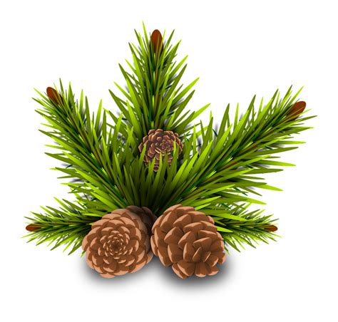 Pinheiro Pine Cones Tree · Free Image On Pixabay