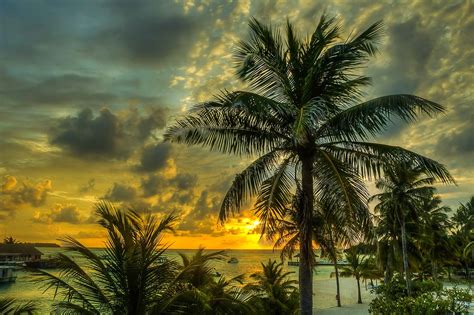 Landscape Palm Trees Maldives Wallpapers Hd Desktop And Mobile