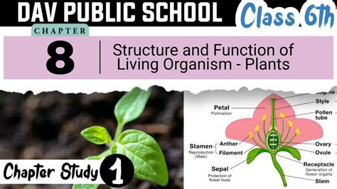 Structure And Function Of Living Organism Plants