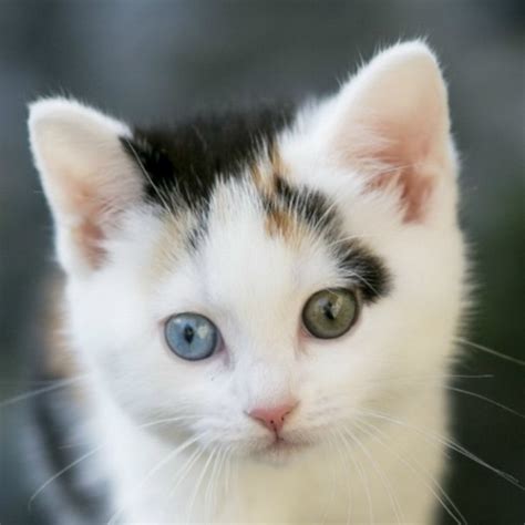 Tiny Cute Kitten Forum Avatar Profile Photo Id 224823 Avatar Abyss