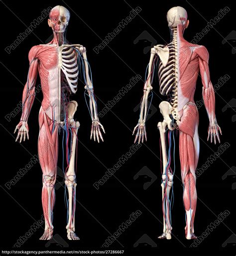 3d Illustration Of Human Full Body Skeleton With Stock Photo