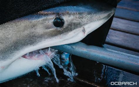 A Great White Shark Has Been Spotted In The Everglades