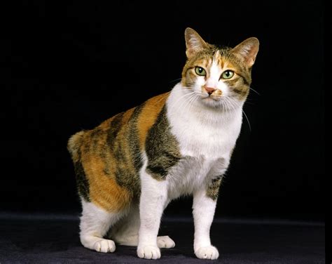 Japanese Bobtail Cat Pictures Personality Traits And Characteristics