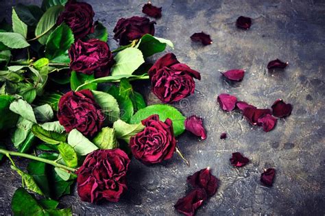 Bouquet Of Faded Red Roses With Dead Petals On The Floor Stock Photo