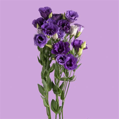 purple lisianthus bouquet ubicaciondepersonas cdmx gob mx