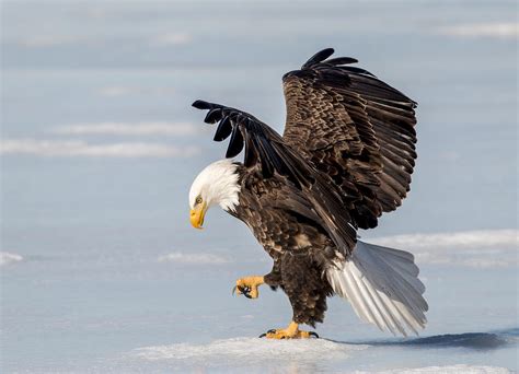 Bald Eagle Winter Photograph By Mash Mashaghati Fine Art America
