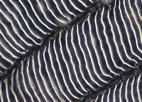 Ctenoid Fish Scale Nikons Microscopyu