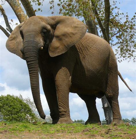 Prueban Lentes De Contacto En Un Elefante Lenticom