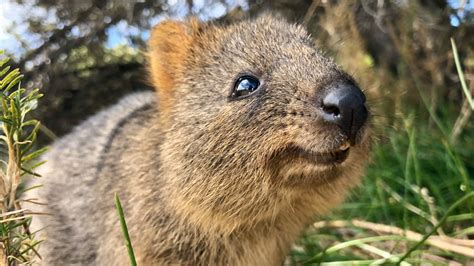 13 Things You Didnt Know About The Quokkas Of Rottnest Island Escape