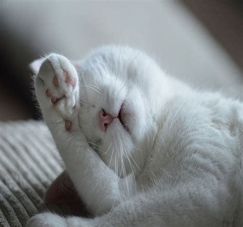 عکس گربه ملوس؛ تصاویری از گربه‌های دوست داشتنی و بامزه ستاره