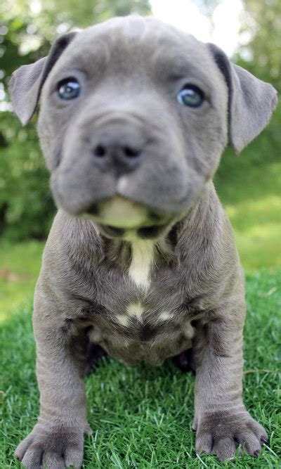 Hide this posting restore restore this posting. Blue Nose Pitbull Puppies For Sale - Blue Nose Pitbull Breeders - Baby Pitbulls For Sale