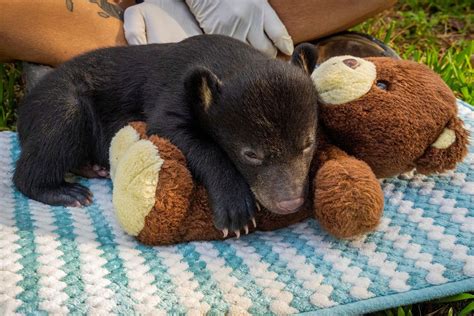 Filhote de urso negro órfão se recupera em na Califórnia Olha que