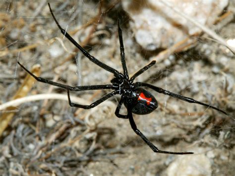 Black widow spiders are known around the world for eating their males after mating. 46+ Black Widow Spider Wallpaper on WallpaperSafari